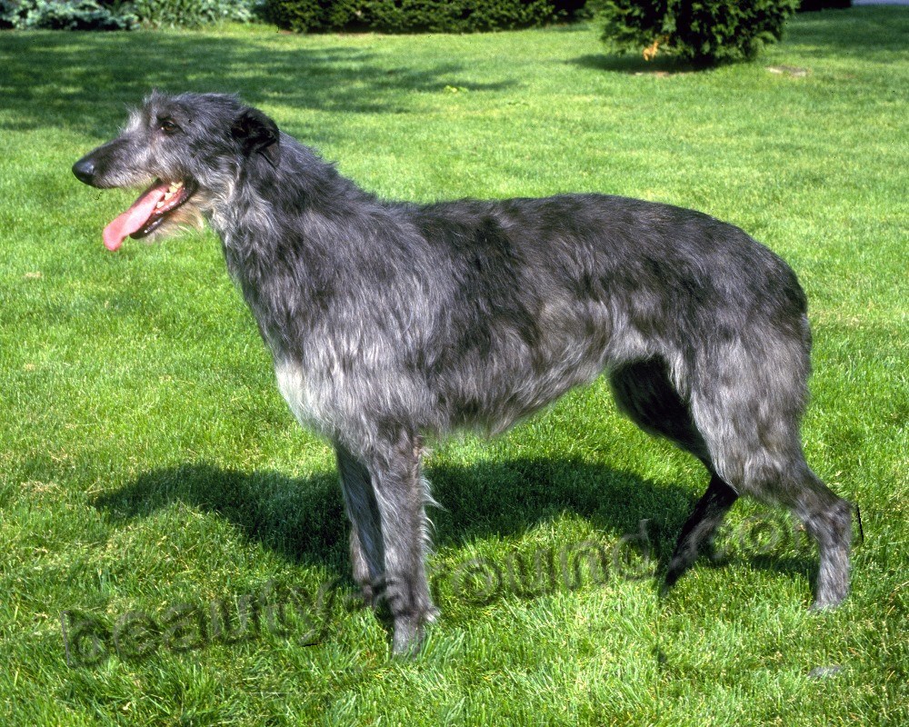 Hunting Dog Breeds, Photos
